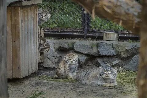 Манул котенок москва