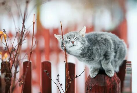 Теплого дня кот