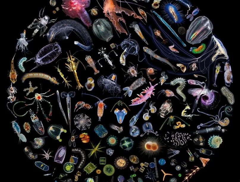 Мелкий зоопланктон. Зоопланктон. Зоопланктон и фитопланктон. Пресноводный зоопланктон. Мелкие рачки.