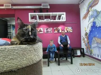 Якубовича 10 санкт петербург республика кошек