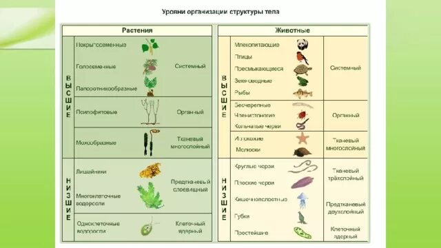 Целое часть биология. Организм биологическая система. Схема организации организма человека. Организм целостная система схема. Что такое ткань орган система органов биология.