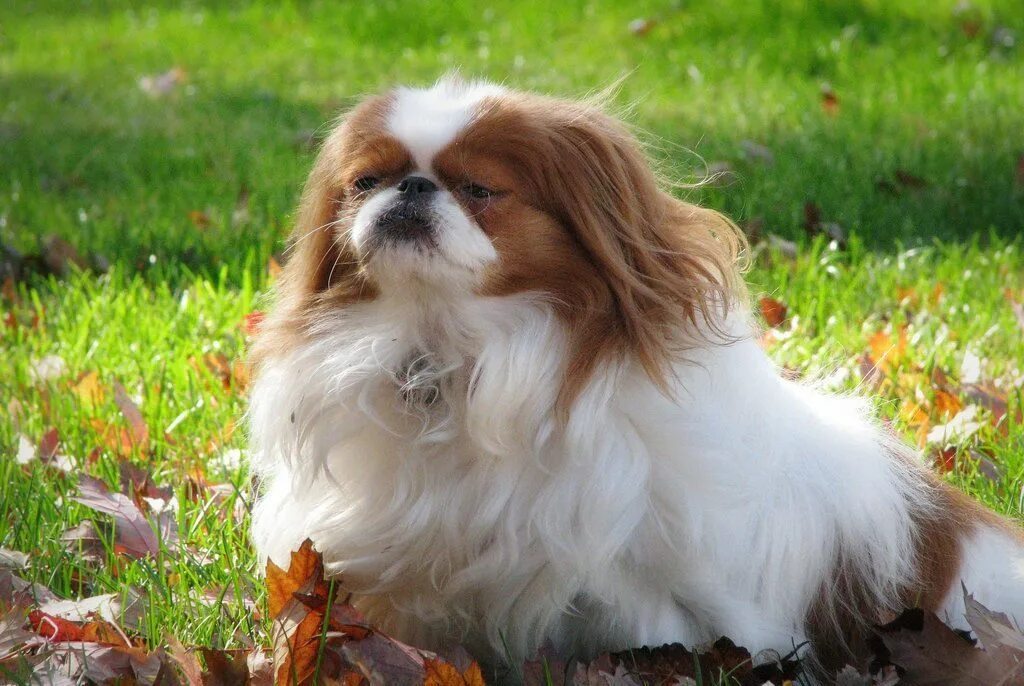 Японский хин японский спаниель. Японский хин собака. Японский хин фото. Японский хин фото. Хин собака.