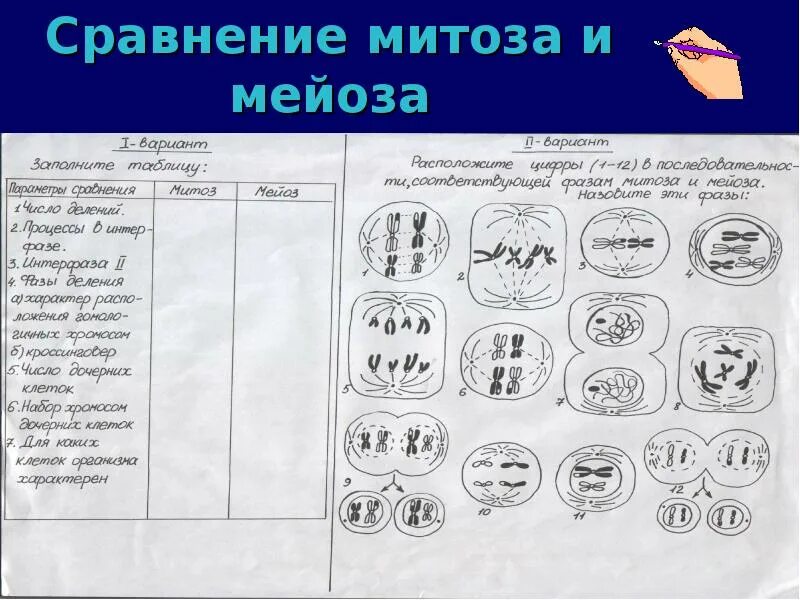 Сравнение митоза и мейоза таблица. Анафаза 2 мейоза и митоза различия. Сравнительная схема митоза и мейоза таблица. Процессы митоза и мейоза. Интерфаза митоза и мейоза.