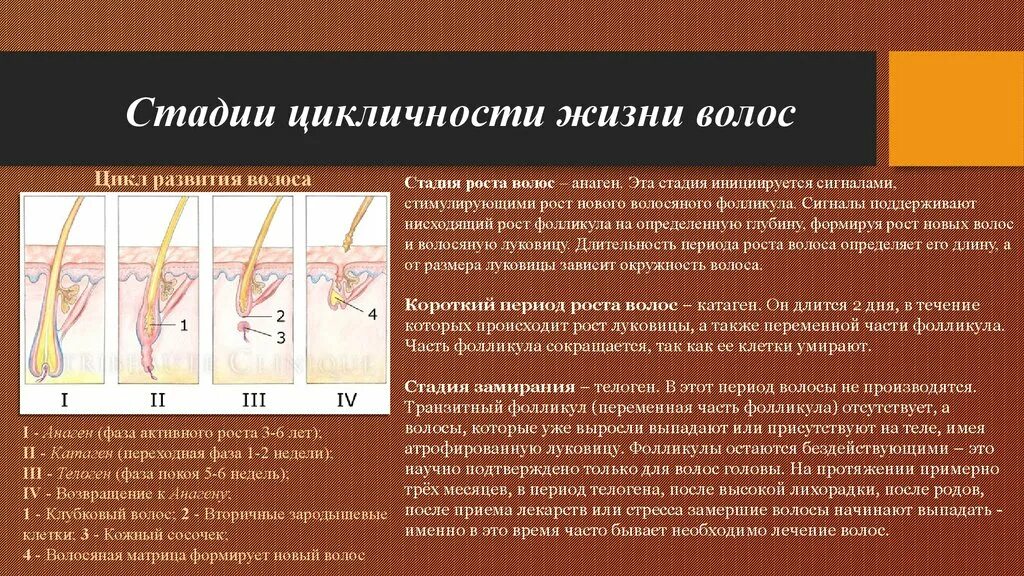 После эти этапы. Жизненный цикл волоса стадии роста. Цикл жизни волос фазы развития. Цикл жизни волос фазы развития фолликула и волоса. Длительность фаз роста волос.