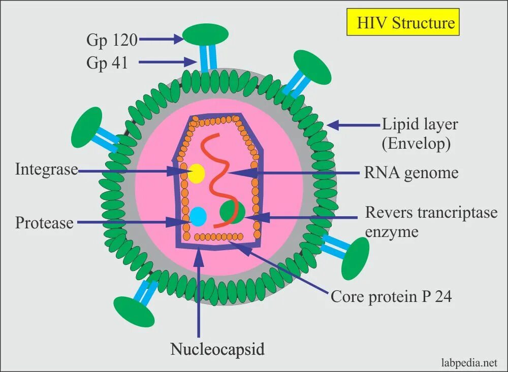 HIV virus structure. Human Immunodeficiency virus structure. Т-лимфотропный вирус 1 типа (HTLV-1). HIV Cell structure. Human immunodeficiency virus