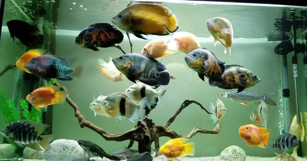 Подсаживать рыбок. Рыбки для аквариума Астронотус. Астронотус аквариумная. Астронотус малек. Астронотусы мальки.