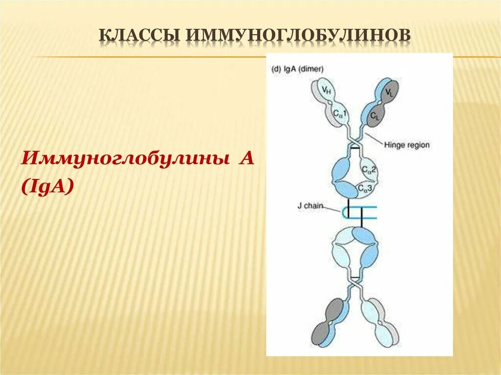 Иммуноглобулин подросткам. Секреторный иммуноглобулин а строение. Схема строения секреторного иммуноглобулина а. Секреторный иммуноглобулин класса а. Структура иммуноглобулина iga.