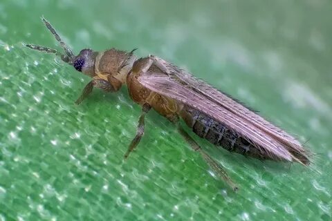 Трипс табачный Thrips tabaci Lind.