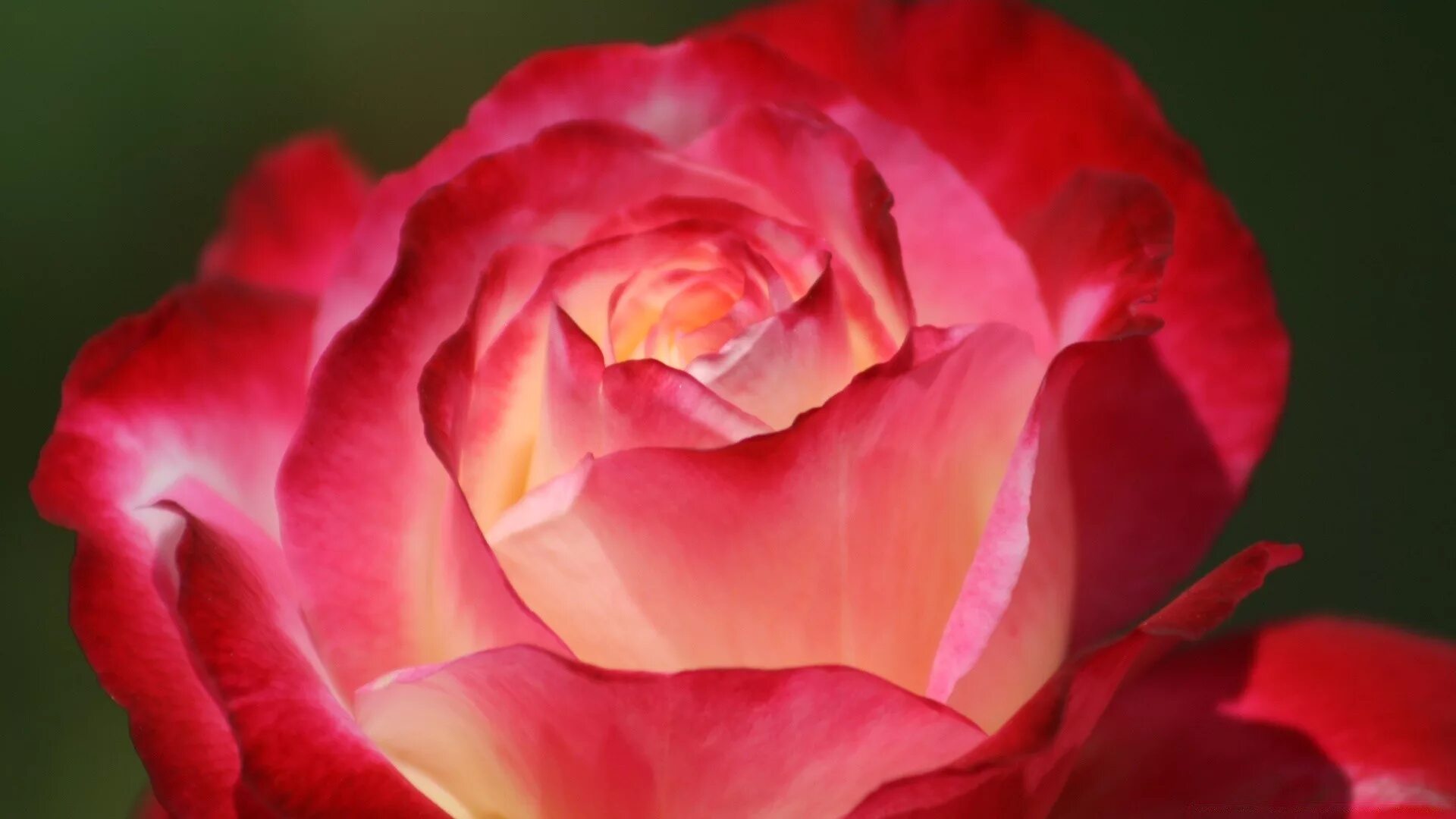 Лучшие розы земли. Красивый бутон красной розы. Картинки на рабочий стол розы. Красивые розы фото хорошего качества.