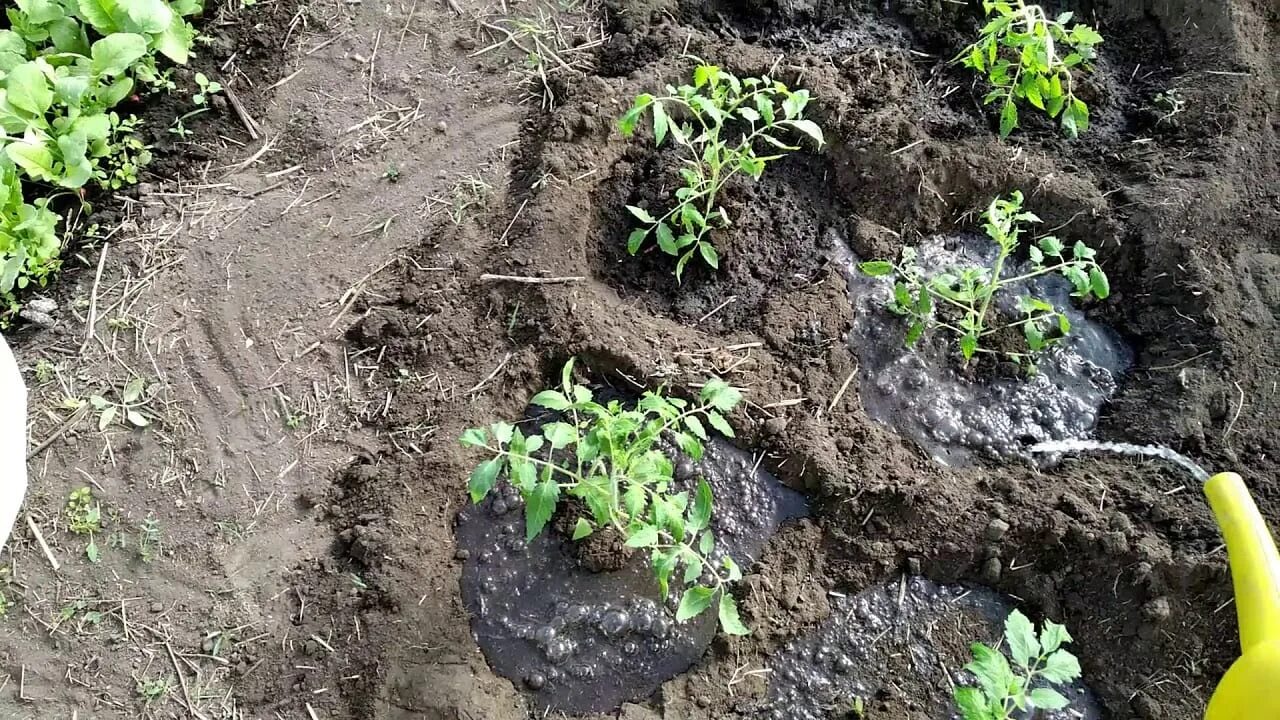 Когда можно пересадить розу на другое место. Пересадить розу на другое место весной. Весенняя пересадка роз на другое место. Посадка роз треугольником. Пересадить взрослую розу на новое место.