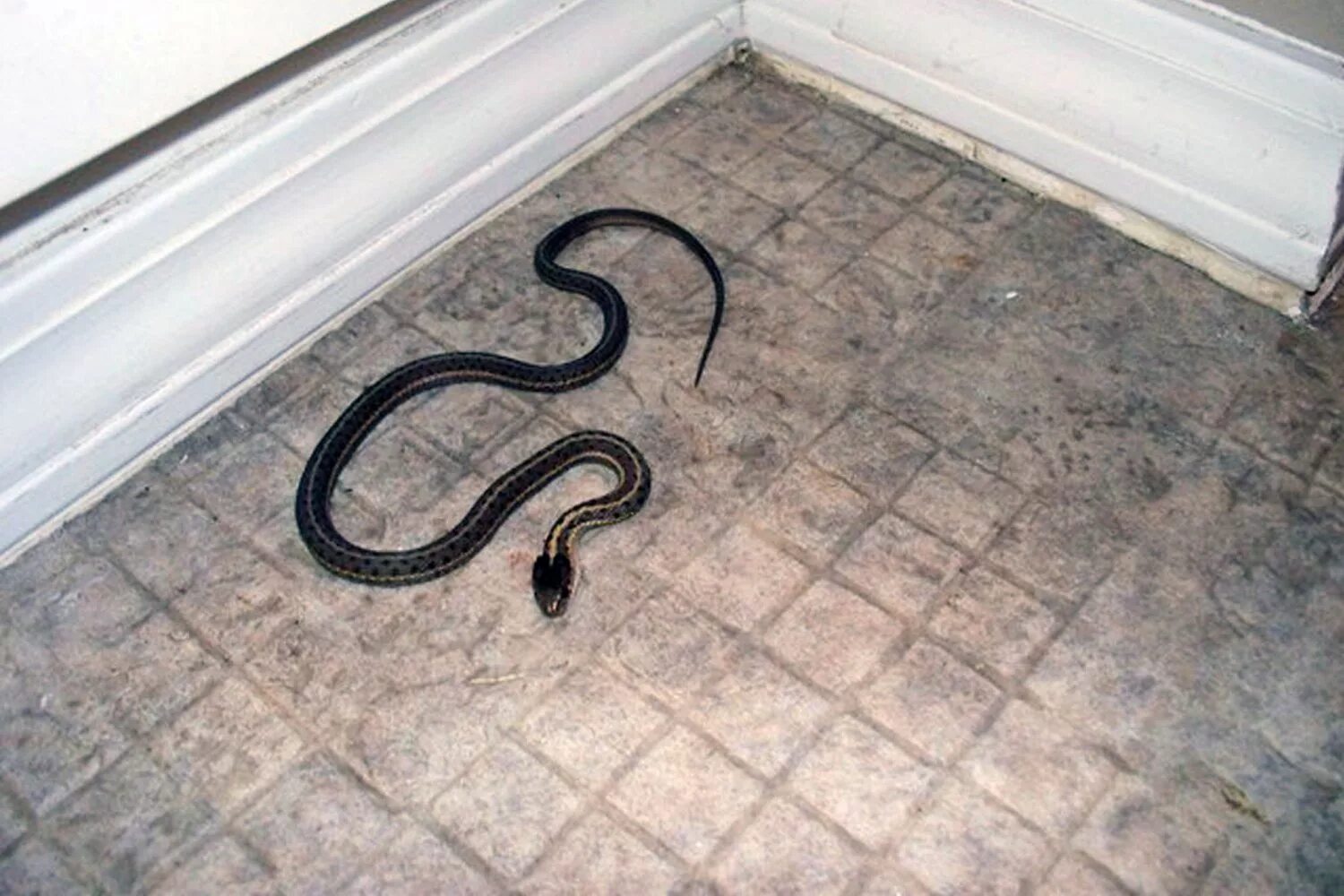 Змея на полу. Змея в доме. Уж в доме. Змеи в квартире.