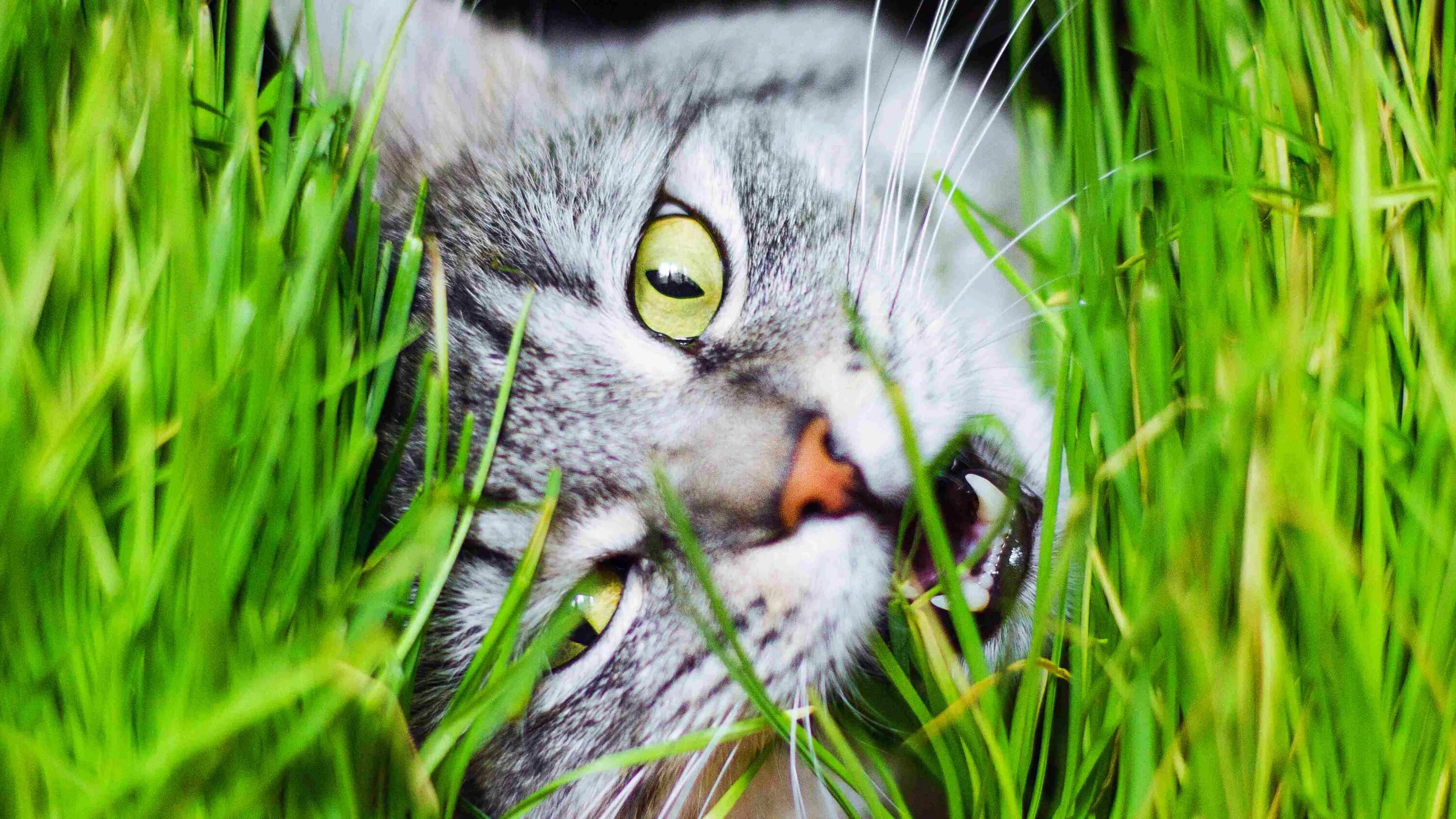 Кошачья трава. Кошка ест траву. Кот в траве. Коты едят траву. Кошка съела тюльпан
