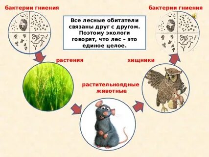 Бактерии цепь