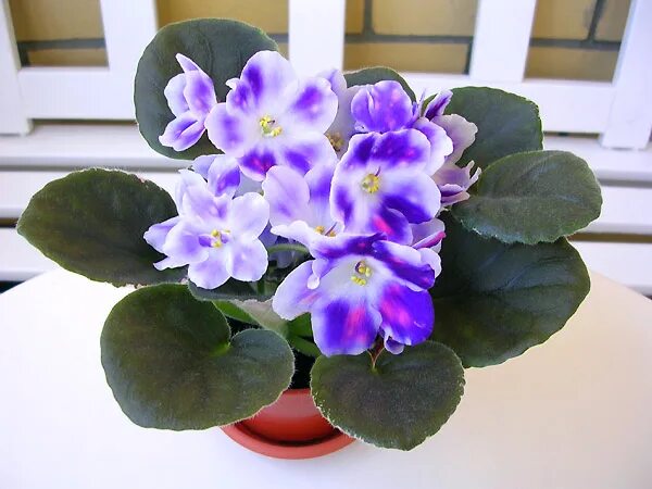 Рс ночные облака фиалка. Фиалки и свет. Фиалка стасия. Фиалка сенполия. Фиалки и свет.