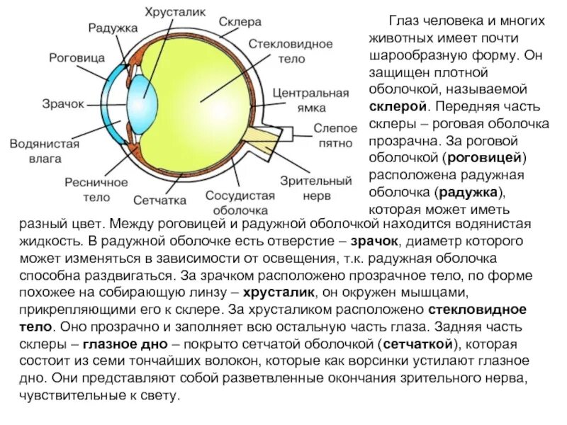 Под оболочкой называется