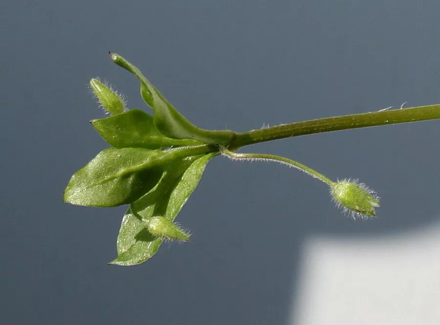 Звездчатка повойничковая. Звездчатка злаковидная фото. Звездчатка длиннолистная. Звездчатка болотная. Звездчатка.