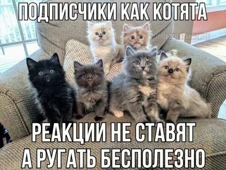 Котенок не реагирует. Котенок не реагирует. Котенок ответь мне вотсап. У котёнка закисают глазки. Котенок не реагирует.