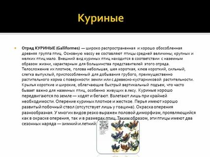 7 куру