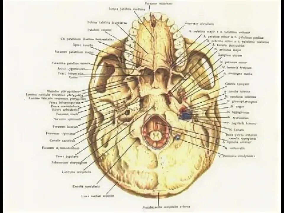 Внутренняя поверхность основания черепа анатомия. Наружное основание черепа строение анатомия. Наружное основание черепа вид снизу. Топографическая анатомия наружного и внутреннего основания черепа.