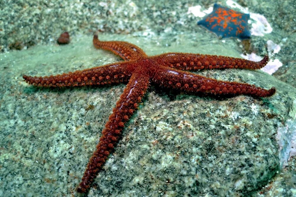 Морские звезды Asterina. Морские звезды японского моря. Гигантская морская звезда. Осьминог японского моря.