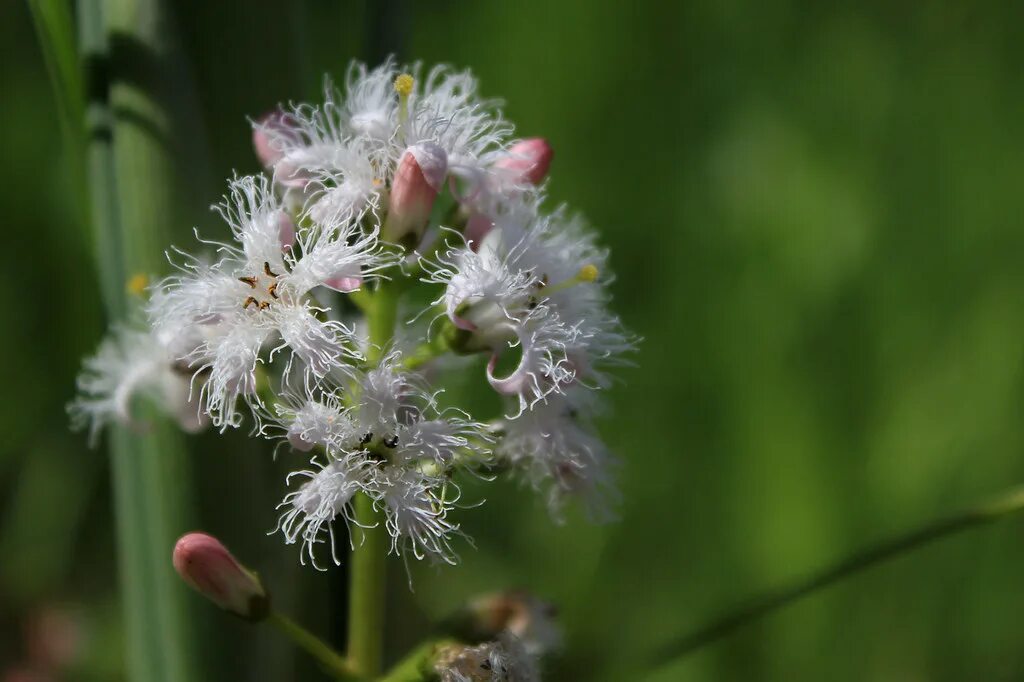 Вахта трехлистная (Menyanthes trifoliata). Фото на сайте "Грибы: информация и фо