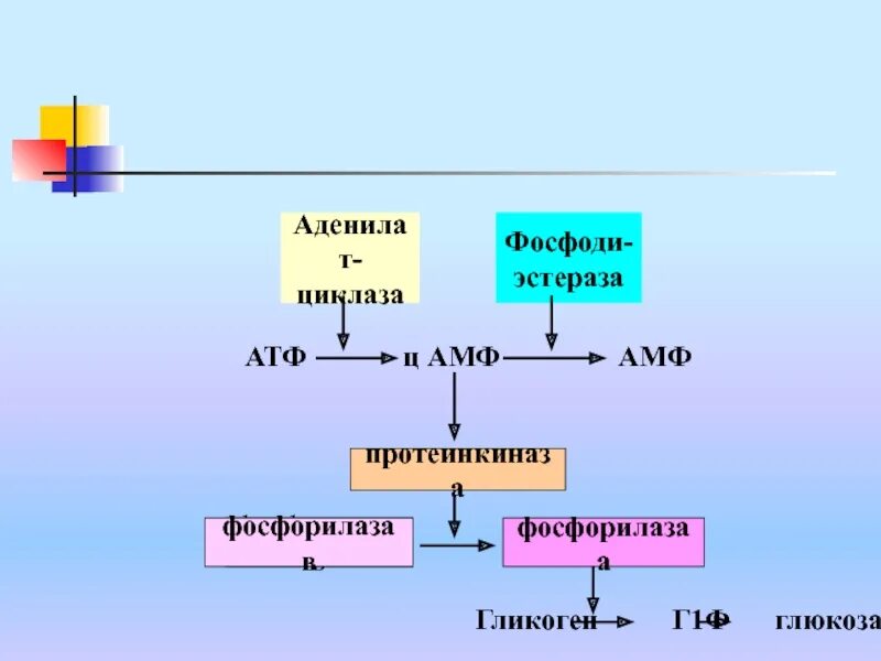 Температура атф. Фосфорилаза. Гликоген АТФ. Схема активации фосфорилазы.