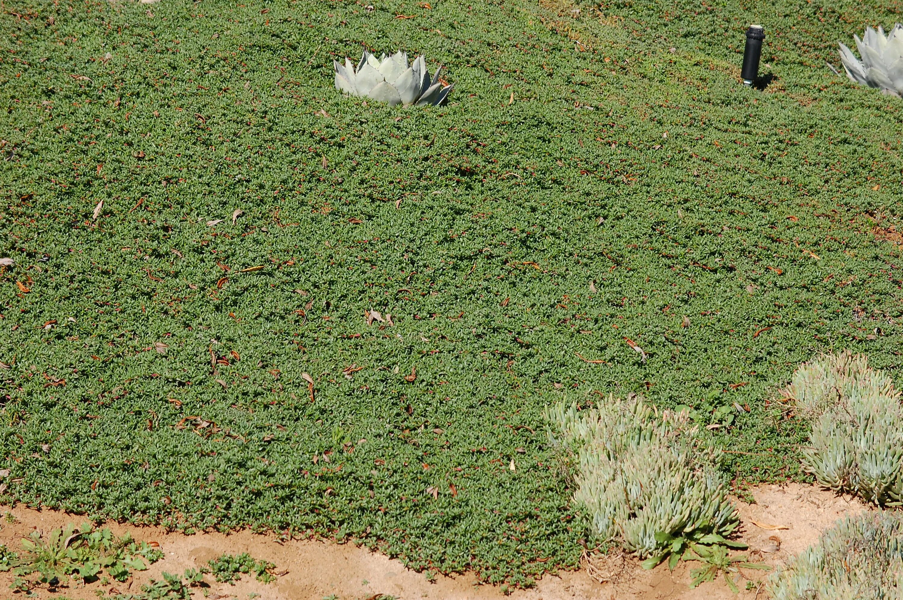 Covering ground. Soft ground cover.