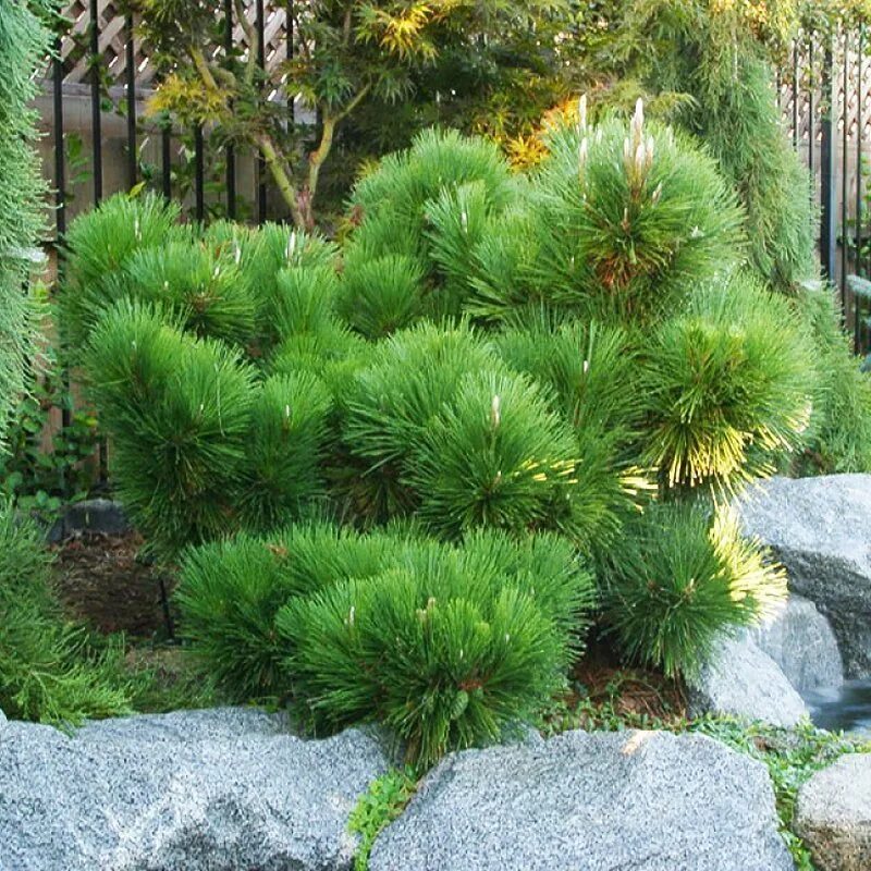 Хвойные каталог. Сосна Тунберга Pinus thunbergii. Сосна Тунберга Майджима. Сосна Тунберга Thunderhead. Pinus thunbergii 'Thunderhead'.