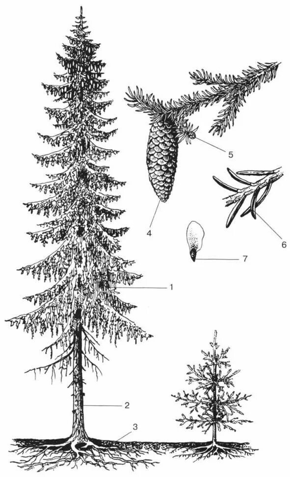 Хвойное растение схема. Голосеменные ель обыкновенная. Строение ели Голосеменные. Ель строение голосеменных. Строение голосеменного растения ель.