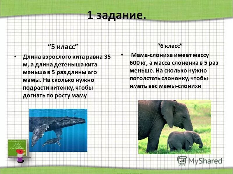 Эмбрион дельфина и человека. Белуха в тундре. Синий кит синий кит. Длина детеныша синего кита. Размер детеныша синего кита.
