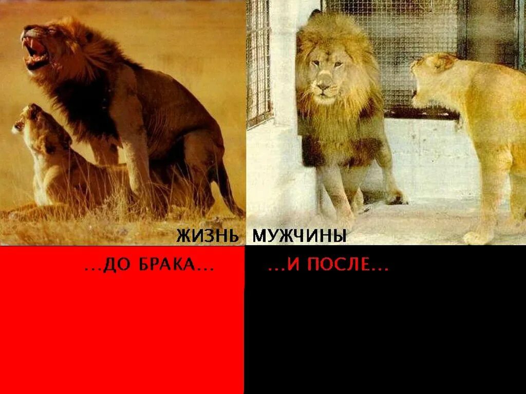 Лев будет твоим