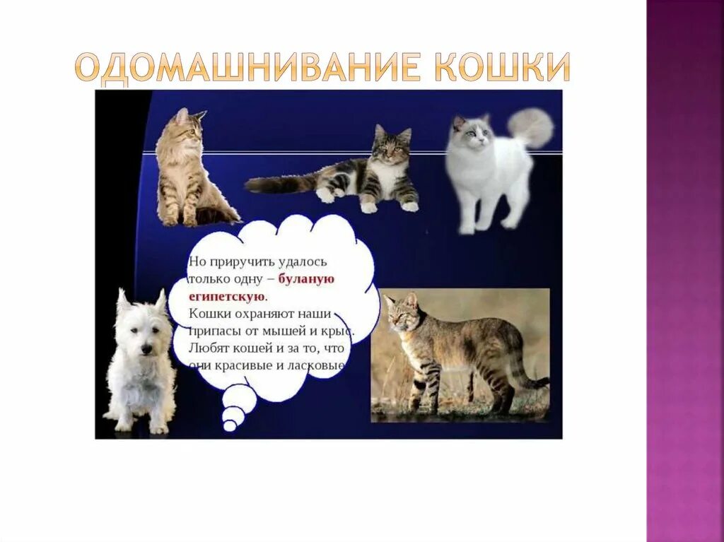 Как охраняют кошек. Как охраняют кошек