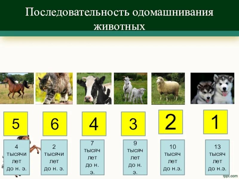 Зверь какое число. Одомашнивание животных. Порядок одомашнивания животных. Одомашнивание животных схема. Периоды одомашнивания животных.