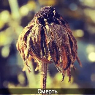 Во сне засох цветок