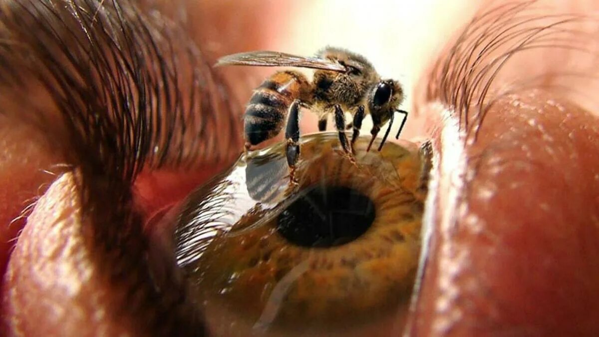 Глаза пчелы. Жало, у насекомых. Глаза осы.