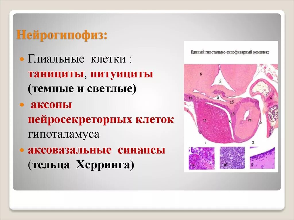 Нейрогипофиз гистология. Нейрогипофиз питуициты. гистологическое строение нейрогипофиза. нейрогипофиз строение гистология. гипофиз гистология тельца херринга.