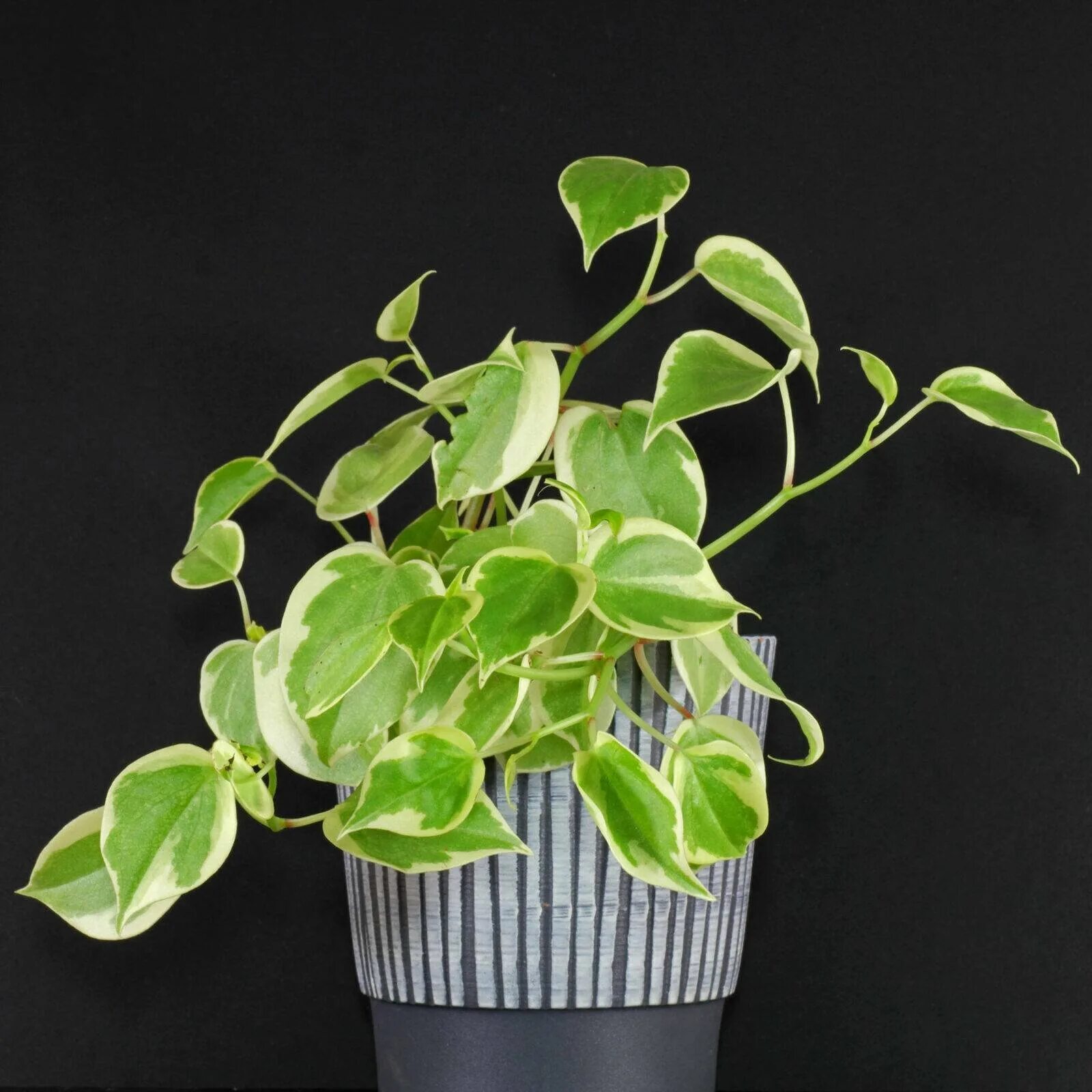 Пеперомия вариегата. Пеперомия scandens. пеперомия scandens variegata. пеперомия лазящая вариегатная.