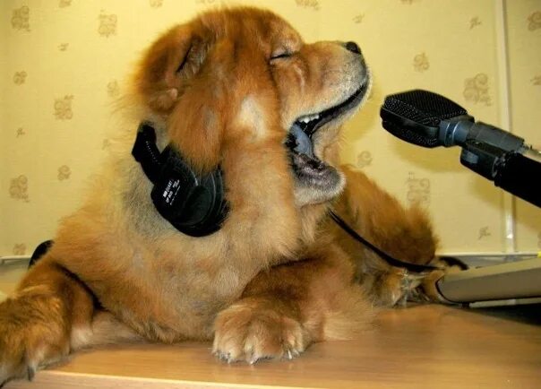 Спой пес. Собака поет. Поющий щенок. Собака поет в микрофон. Собака поет картинки.