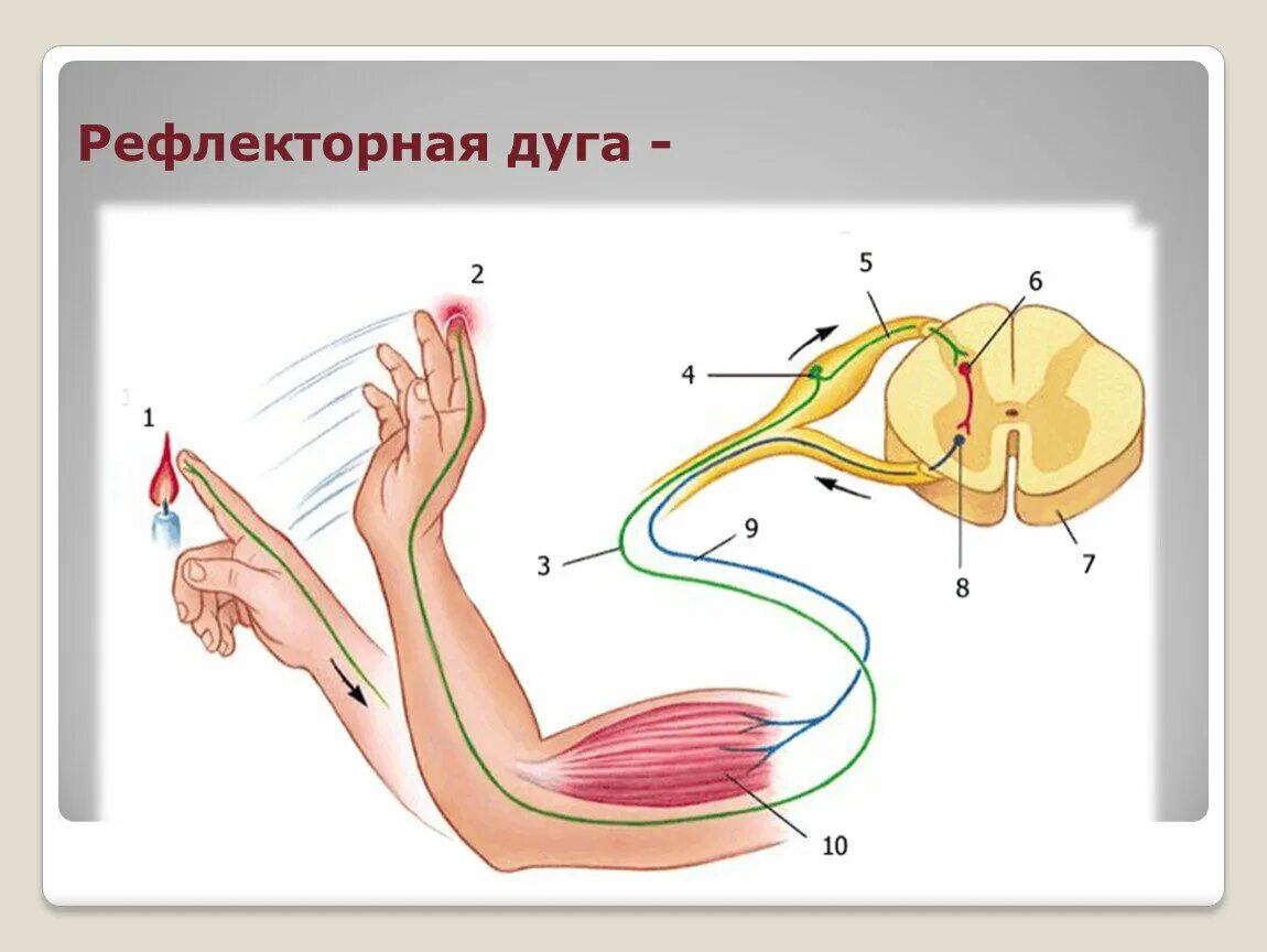 Рефлекс отдергивания руки от горячего. Схема рефлекторной дуги защитного сгибательного рефлекса. Схема рефлекторной дуги отдергивания руки от горячего предмета. Схема рефлекторной дуги сгибательного рефлекса руки. Схема рефлекса отдергивания руки от горячего предмета.