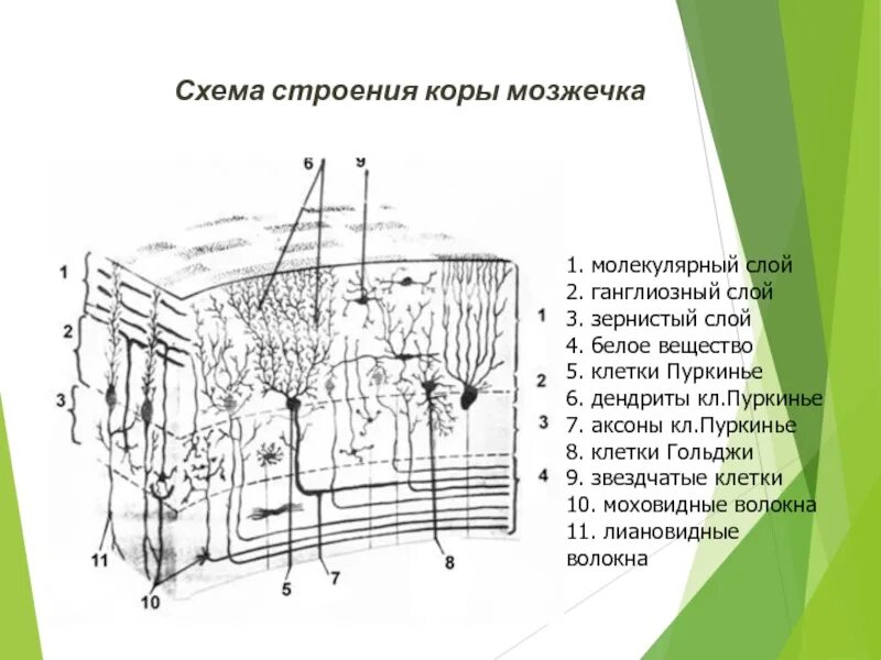 Ткань мозжечка. Строение коры мозжечка гистология. Клетки мозжечка гистология. Послойное строение коры мозжечка. Клетка Пуркинье мозжечка строение.