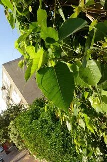 12 leaves