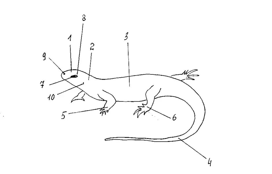 Ящерица подпись. Внешнее строение ящерицы. Внешнее строение прыткой ящерицы биология 7 класс. Строение тела ящерицы внешнее строение. Пресмыкающиеся рисунок строение внешнее.