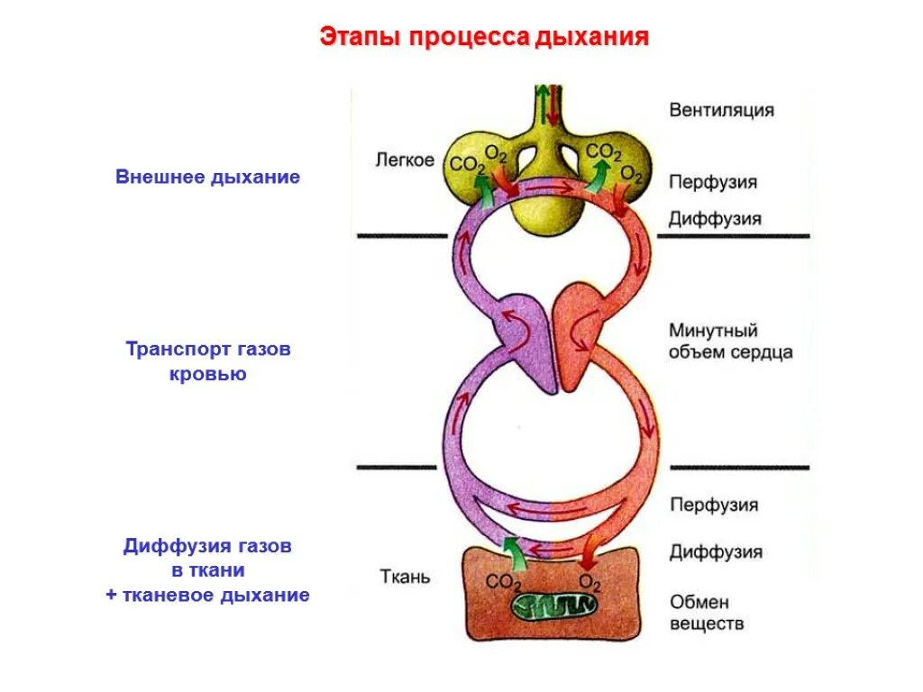 Этапы процесса дыхания схема. Стадии процесса дыхания человека. Этапы дыхания рисунок. Процесс дыхания (этапы процесса дыхания).. Последовательность этапов движения кислорода