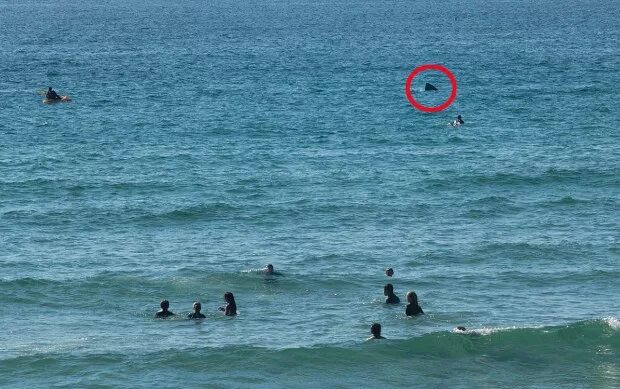 Акулы средиземного моря турция. Акулы средиземного моря турция. Акулы в средиземном море. Акулы средиземного моря турция. Большая белая акула.