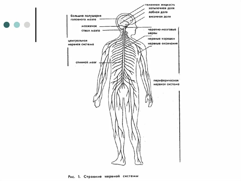 Нервные узлы это тела. Структура нервной системы человека схема. Схема анатомии строение нервной системы. Нервная система человека схема 4 класс. Нервная система человека схема для детей.