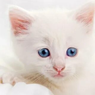 Котенок с синими глазами