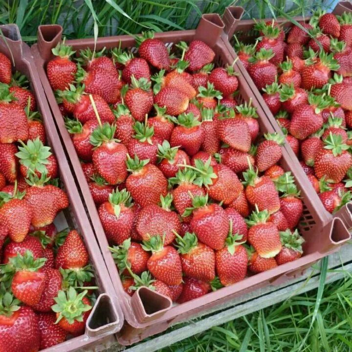 Земляника крупноплодная корона. Откуда клубника. Откуда клубника. Саженцы клубники. Ягодные плантации.