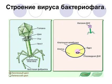 Клеточное строение вирусов