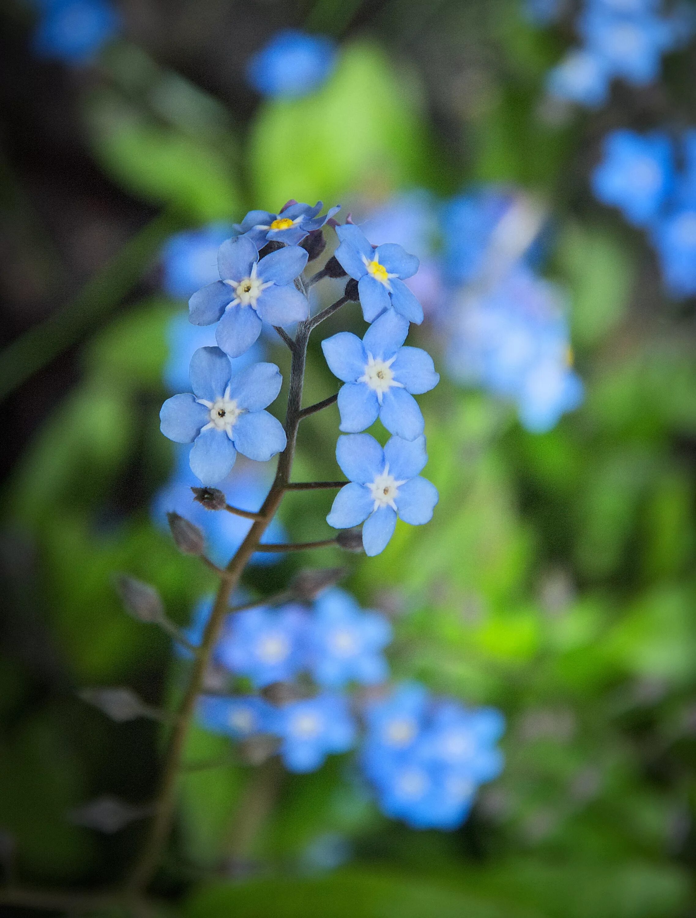 Незабудка стелющаяся. Незабудка душистая. Незабудка Myosotis Myomark. Незабудка Садовая голубая. Номер незабудки