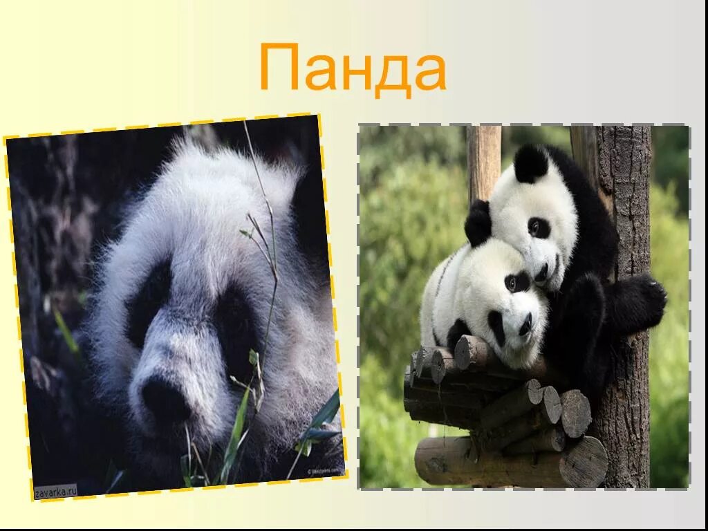 3 животных евразии. Животный мир Евразии. Животный мир Евразии Панда. Животные Евразии презентация. Животные и растения Евразии.